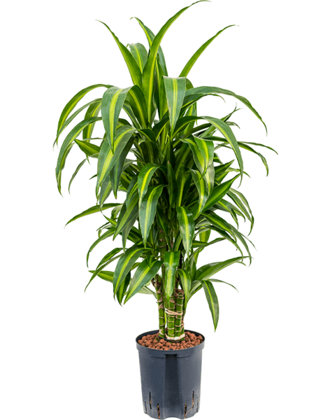 Hydroponiczna Dracena