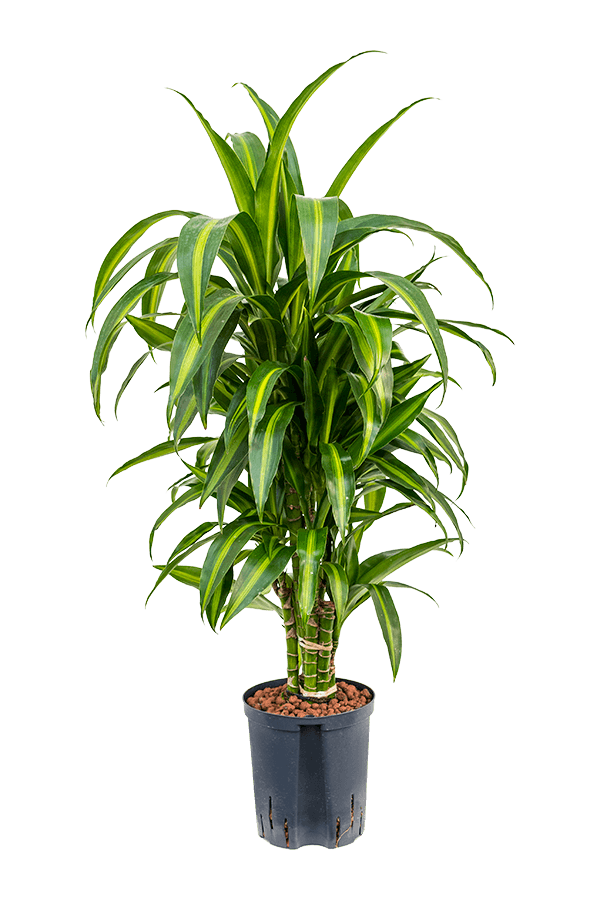 Hydroponiczna Dracena Fragrans Hawaiian Sunshine