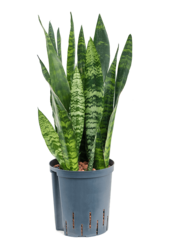 Hydroplant Sansevieria Trifasciata Black Coral