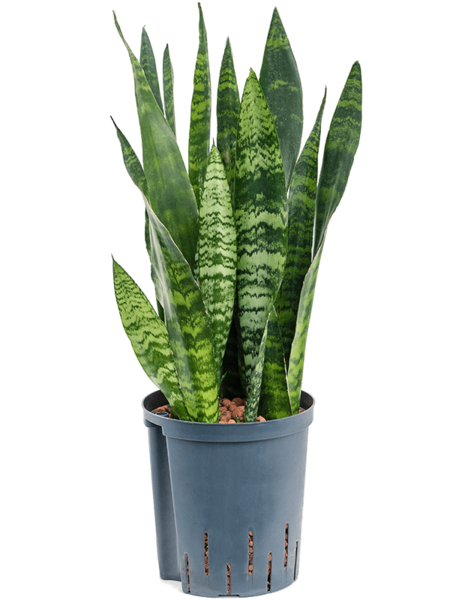 Hydroplant Sansevieria