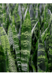 Hydroplant Sansevieria Trifasciata Black Coral