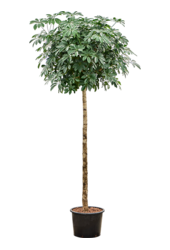 Hydroplant Schefflera Arboricola Compacta