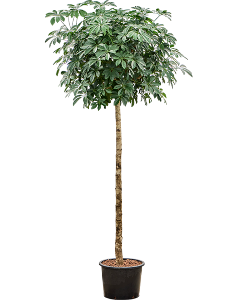 Hydroplant Schefflera