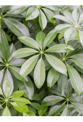 Hydroplant Schefflera Arboricola Compacta