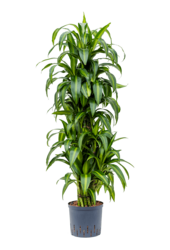 Hydroplant Dracaena Fragrans Hawaiian Sunshine