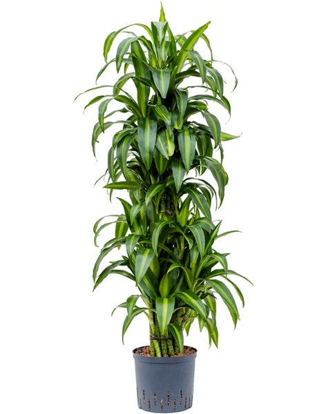 Hydroplant Dracaena