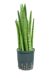 Hydroplant Sansevieria Cylindrica Tower