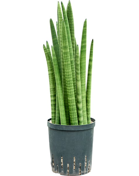 Hydroplant Sansevieria