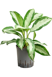 Hydroplant Aglaonema Diamond Bay