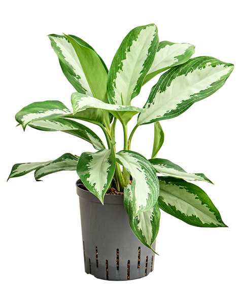 Hydroplant Aglaonema