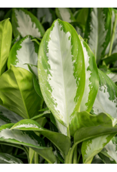 Hydroplant Aglaonema Diamond Bay