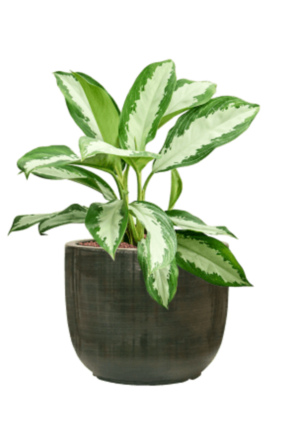 Hydroplant Aglaonema Diamond Bay