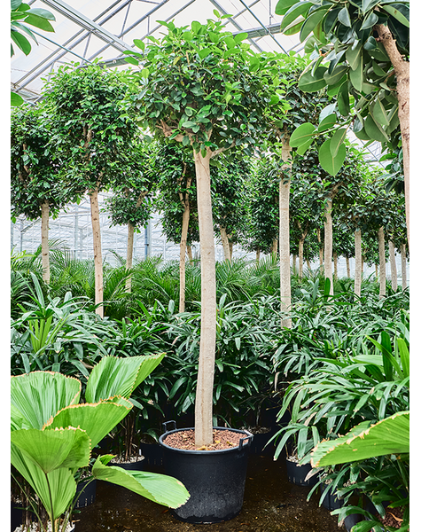 Hydroplant Ficus