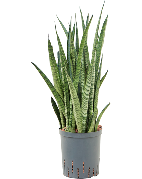 Hydroplant Sansevieria