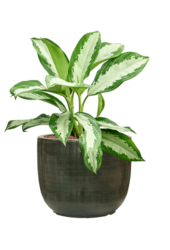 Hydroplant Aglaonema Diamond Bay