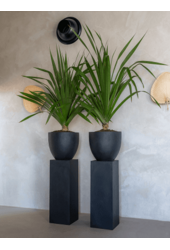Fiberstone Jesslyn S Black