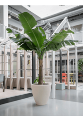 Baq Polystone Prosta Para Naturalna