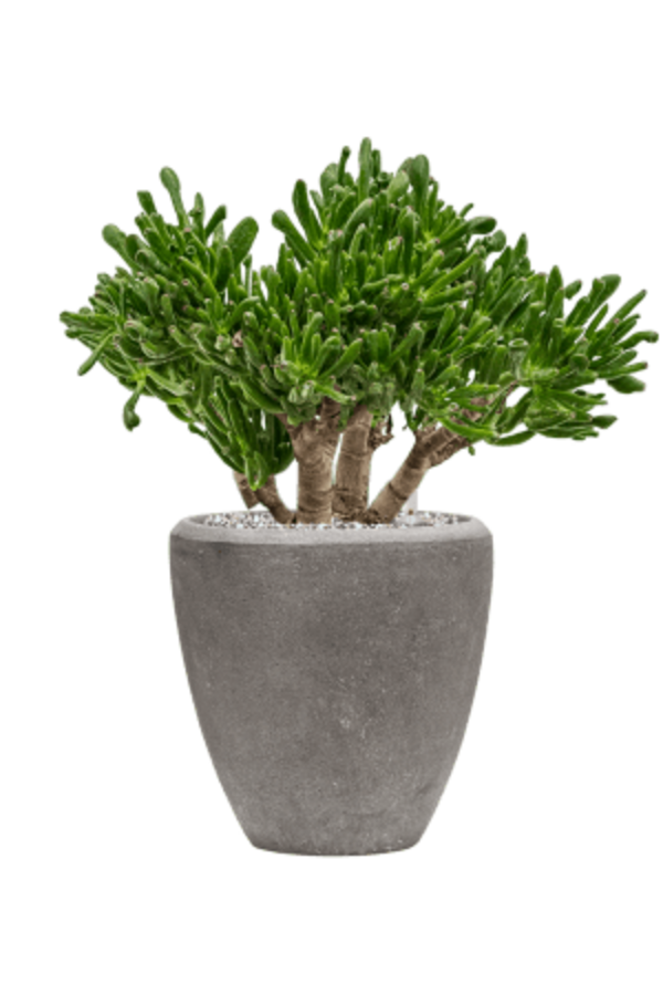 Baq Polystone Gładka Para Szary