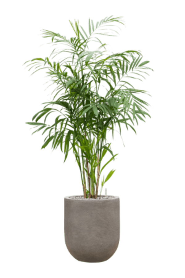 Baq Nucast Couple Elephant Grey (z wkładem)