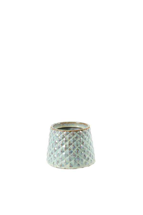 Anturium Białe Florence Ice Blue