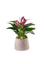 Anturium Zizou w kolorze Florence Green Reactive