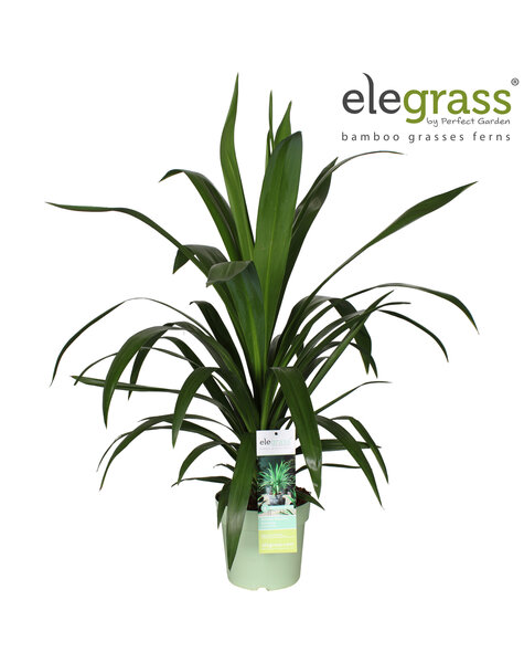 Cordyline Emerald Star P23