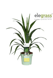 Cordyline Emerald Star P23