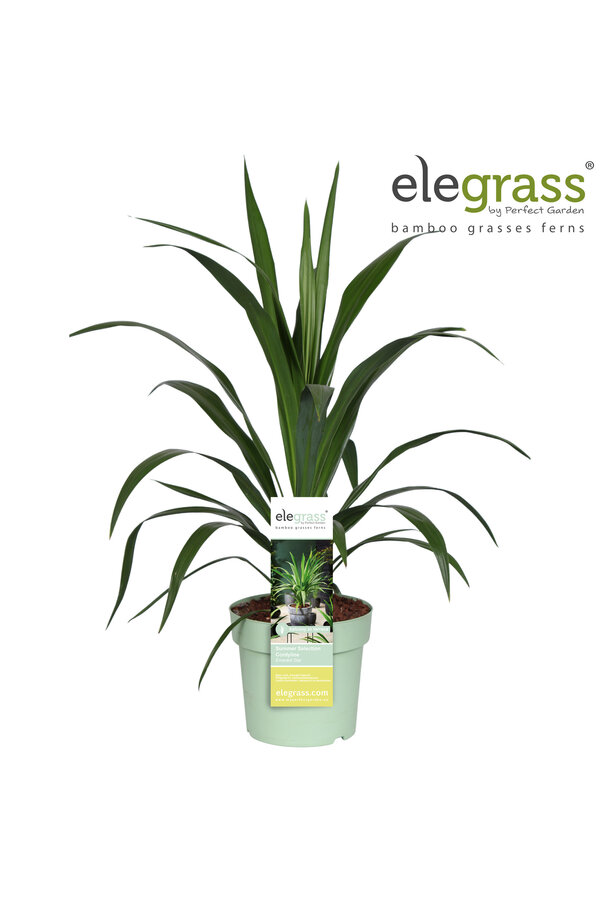 Cordyline Emerald Star P23