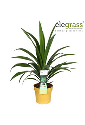 Cordyline Emerald Star P23