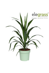Cordyline Emerald Star P23