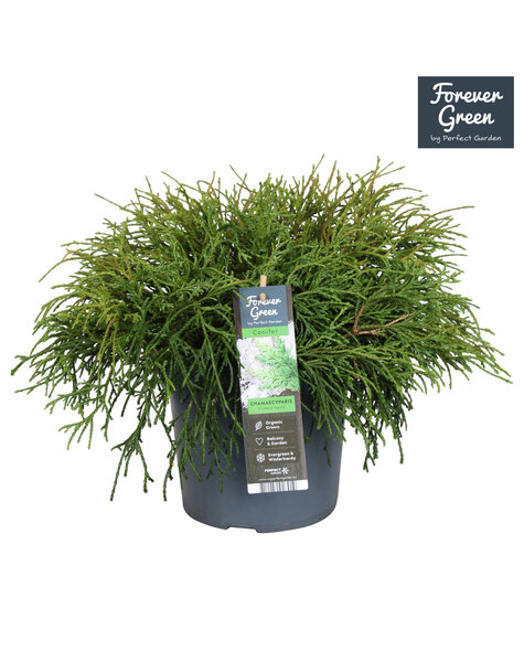 Chamaecyparis pisifera Filifera Nana P19