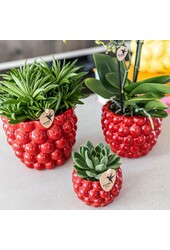 Doniczka Berry - 12cm