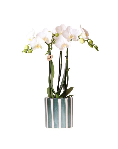 Kolibri Orchids Orchidea