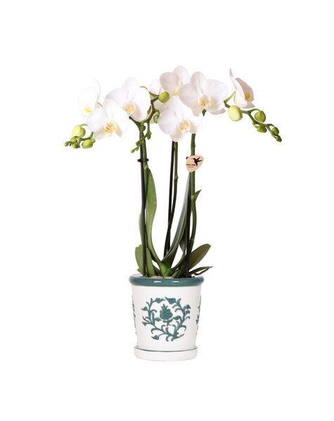 Kolibri Orchids Orchidea