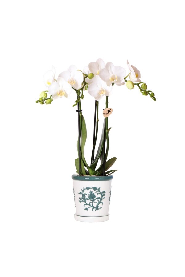 Biała orchidea Amabilis + zielona doniczka ozdobna Malaga