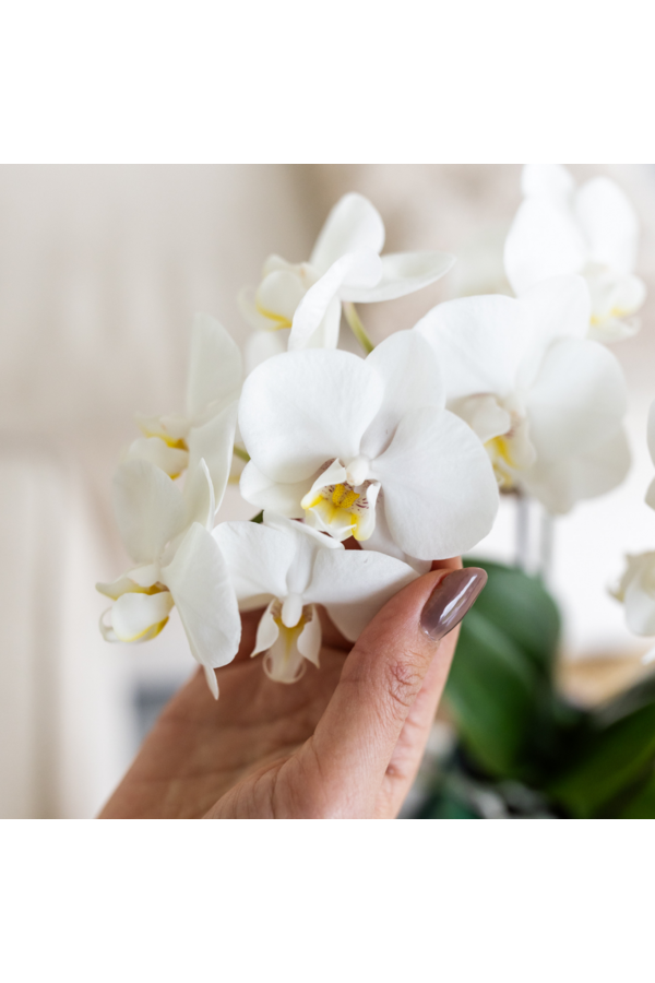 Biała orchidea Amabilis + zielona doniczka ozdobna Malaga