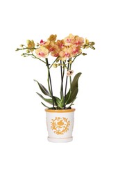 Pomarańczowa orchidea Jamaica + pomarańczowa doniczka ozdobna Malaga