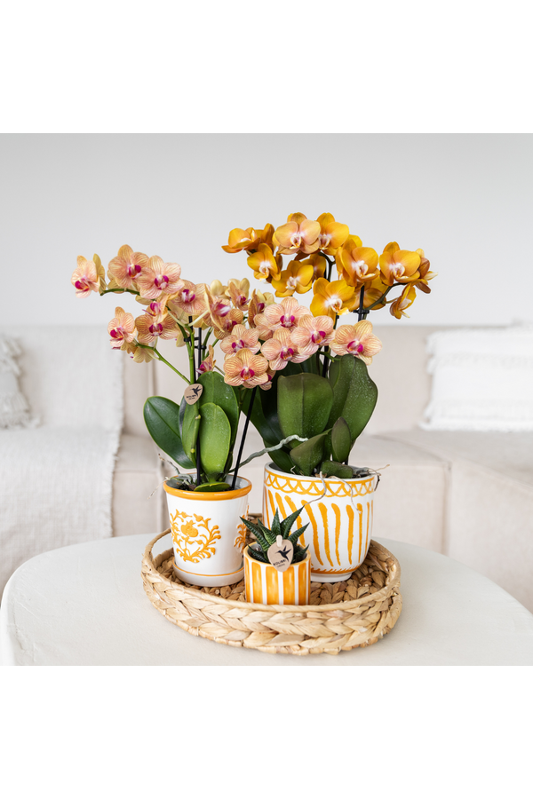Pomarańczowa orchidea Jamaica + pomarańczowa doniczka ozdobna Malaga