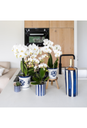 Biała orchidea Amabilis + ozdobna doniczka Malaga niebieska