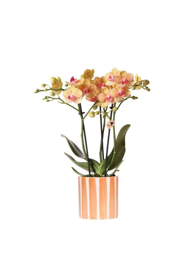 Pomarańczowa orchidea Phalaenopsis - Jamaica + doniczka Painted Stripe pomarańczowa