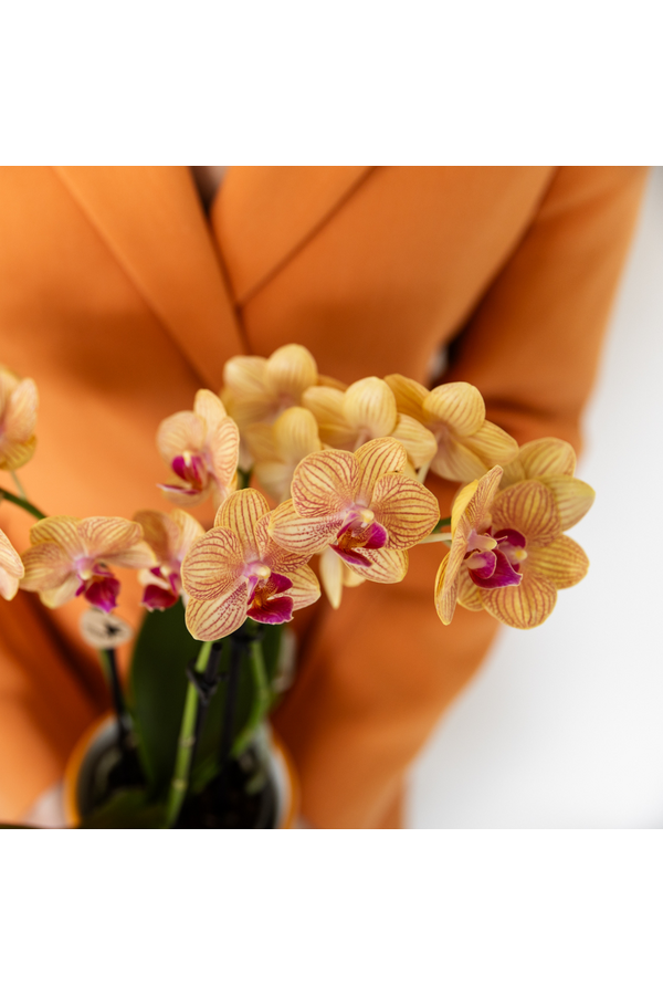 Pomarańczowa orchidea Phalaenopsis - Jamaica + doniczka Painted Stripe pomarańczowa