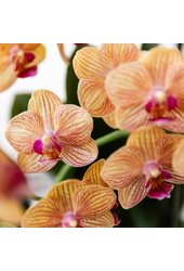 Pomarańczowa orchidea Phalaenopsis - Jamaica + doniczka Painted Stripe pomarańczowa