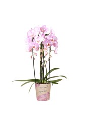 Różowa orchidea Phalaenopsis - Niagara Fall