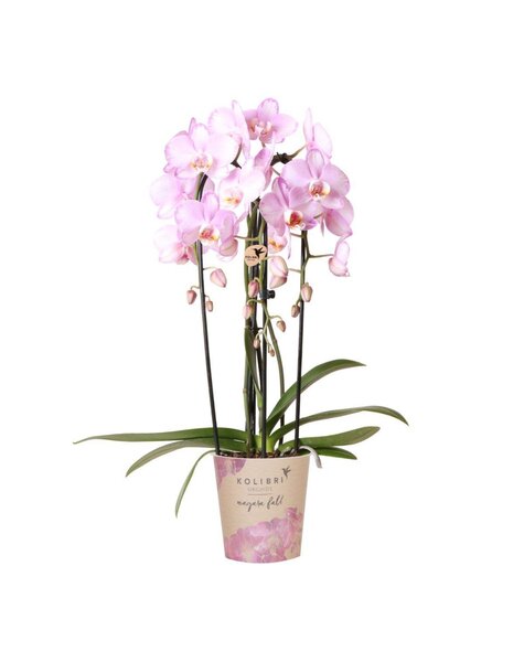 Kolibri Orchids Orchidea