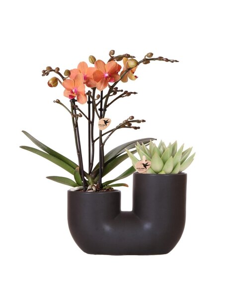 Kolibri Orchids Orchidea