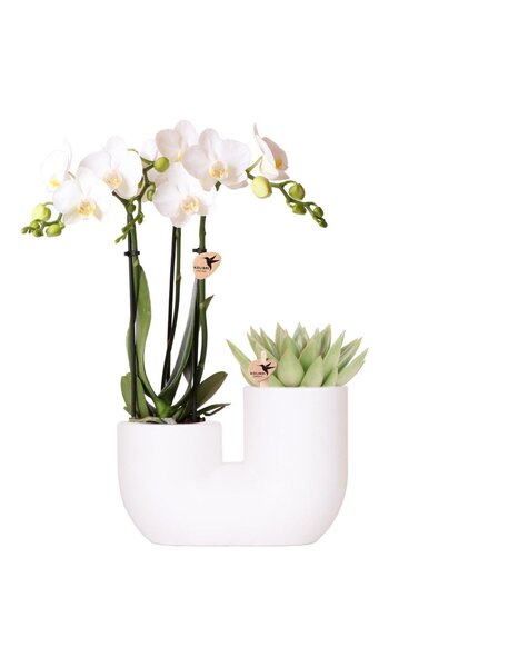 Kolibri Orchids Orchidea