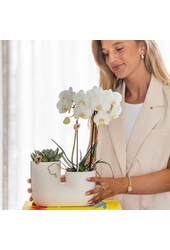 Zestaw białej orchidei Amabilis i sukulentu w białej ozdobnej doniczce Tube