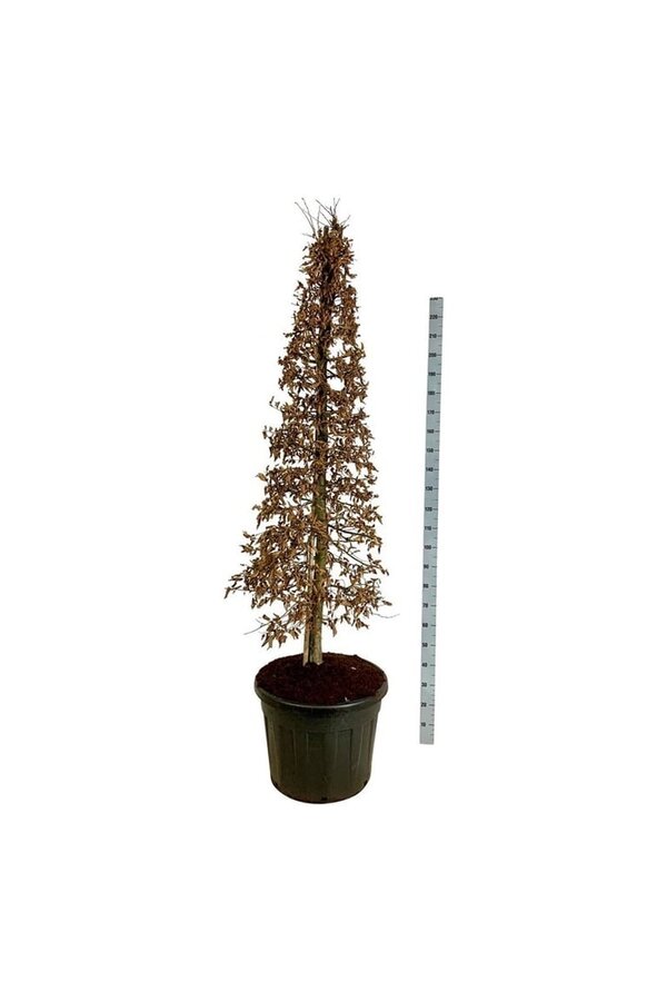 Grab Carpinus betulus