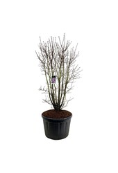 Bez Syringa Charles Joly