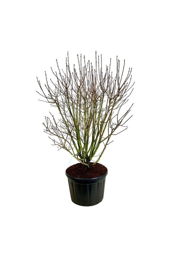 Lilak Syringa And. an Ludwig Späth